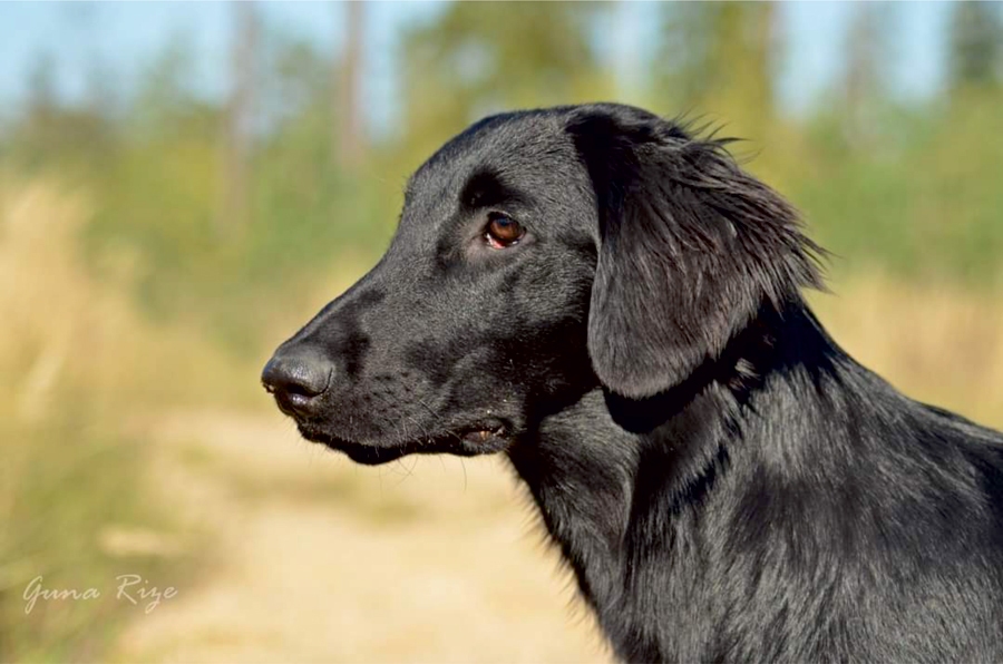Gludspalvainā retrīvera šķirnes suns Eywa bija asins donors kucēnam no Vecumniekiem, tādējādi izglābjot tā dzīvību.
Autors: no albuma.