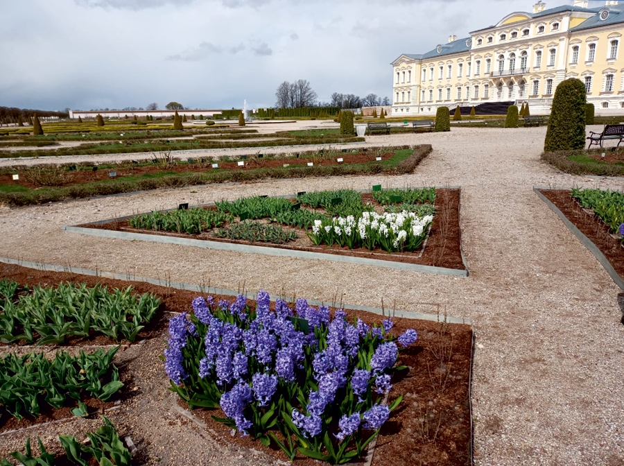 Hiacintes dažādās krāsās pašlaik zied Rundāles pils franču dārzā.
Autors: Solveiga Ikerte