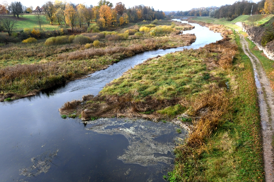 Mūsa.
Autors: no «Bauskas Dzīves» arhīva.