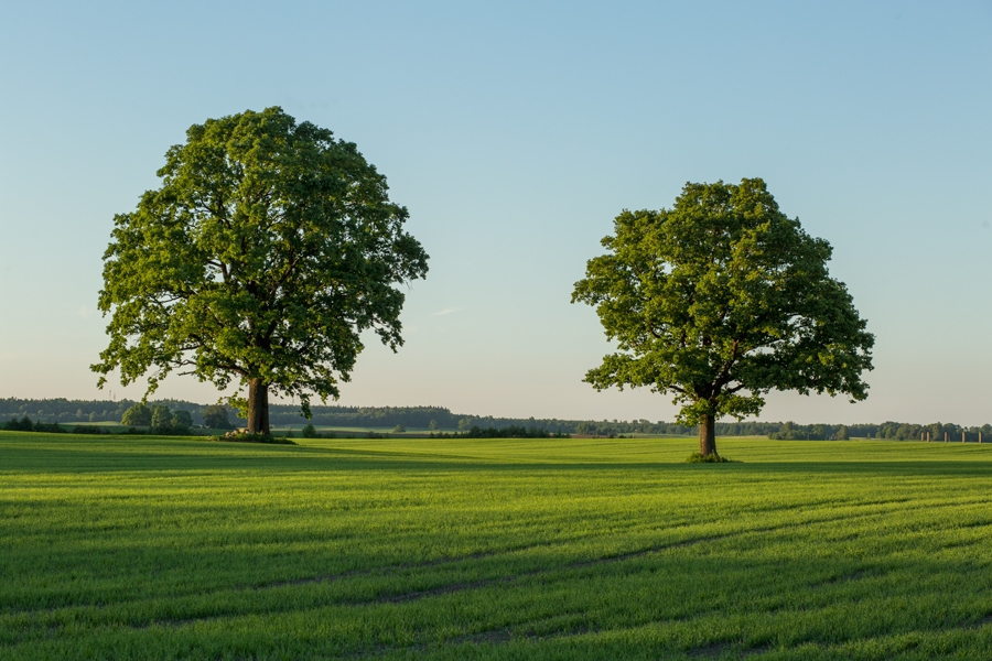 Astoņu kanonisku Latvijas ainavu vidū ir Zemgales līdzenuma ainava.
Autors: Emīls Kālis