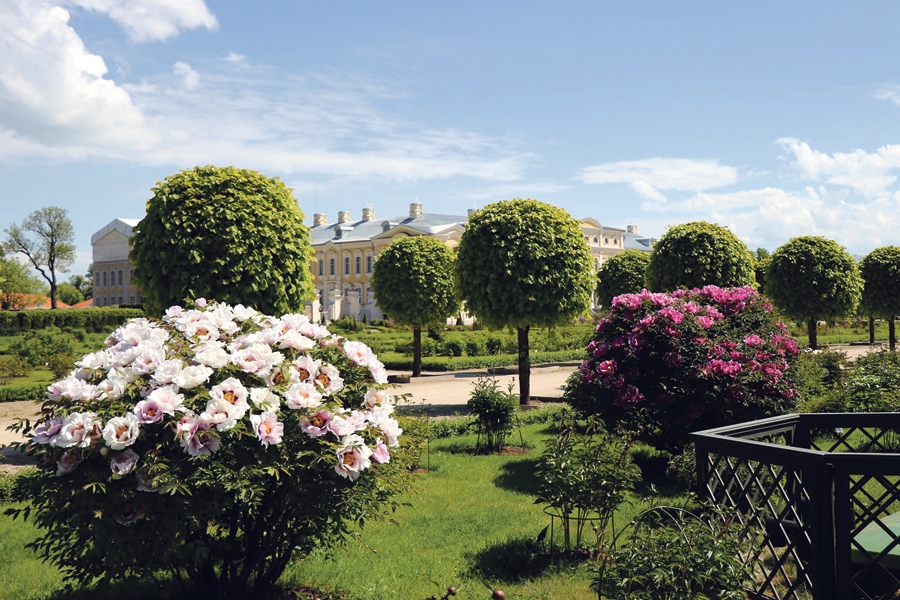 Franču dārzā uzziedējuši pirmie rožu krūmi un peonijas.
Autors: Sandra DanosaAttēls no Rundāles pils muzeja krājuma.