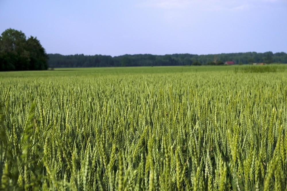 Autors: Aivars Gulbis, www.redzet.eu