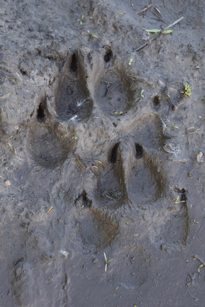 Vilka pēda, fiksēta mežā Skaistkalnes pagastā.
Autors: Žanna Zālīte, 