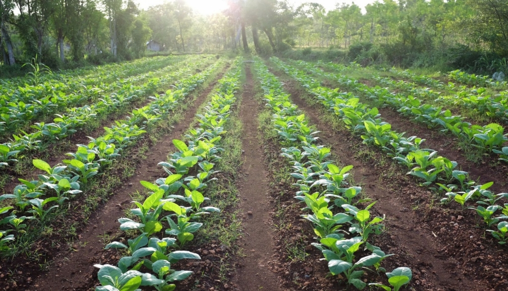 Autors: no mk.gov.lv