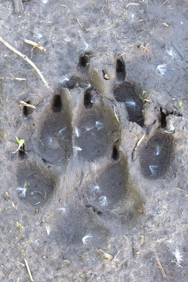 Vilka pēdas nospiedums fiksēts Skaistkalnes puses mežā.
Autors: no «Bauskas Dzīves» arhīva.