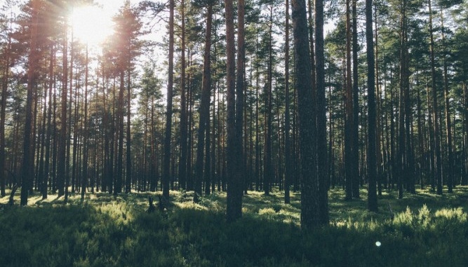 Attēlam ilustratīva nozīme.
Autors: no lzf.lv