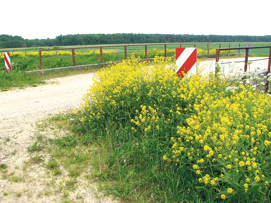 Austrumu dižpērkone.
Autors: no «Invazīvo sugu pārvaldnieks», «Nacionālā enciklopēdija».