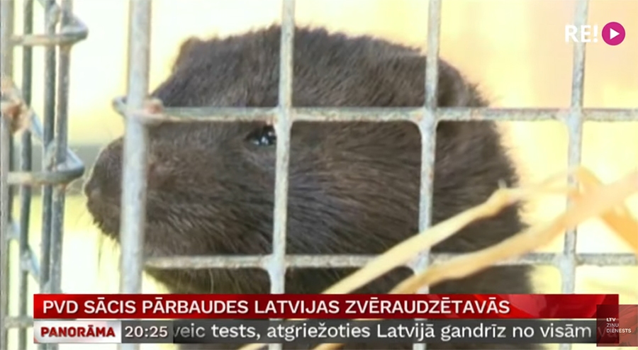 Ekrānuzņēmums no LTV raidījuma 