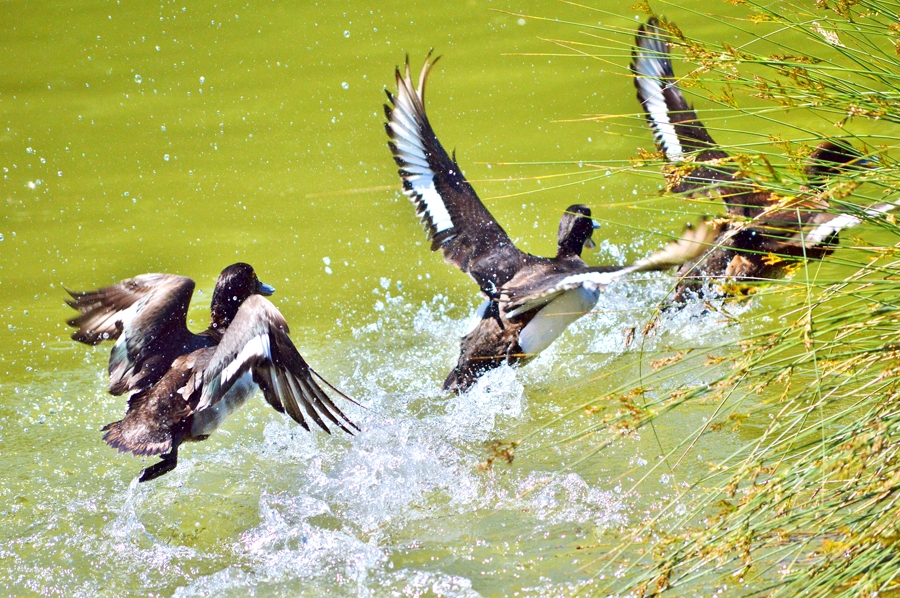 ŪDENSPUTNU medības sākās 14. augustā.
Autors: no pixabay.com.