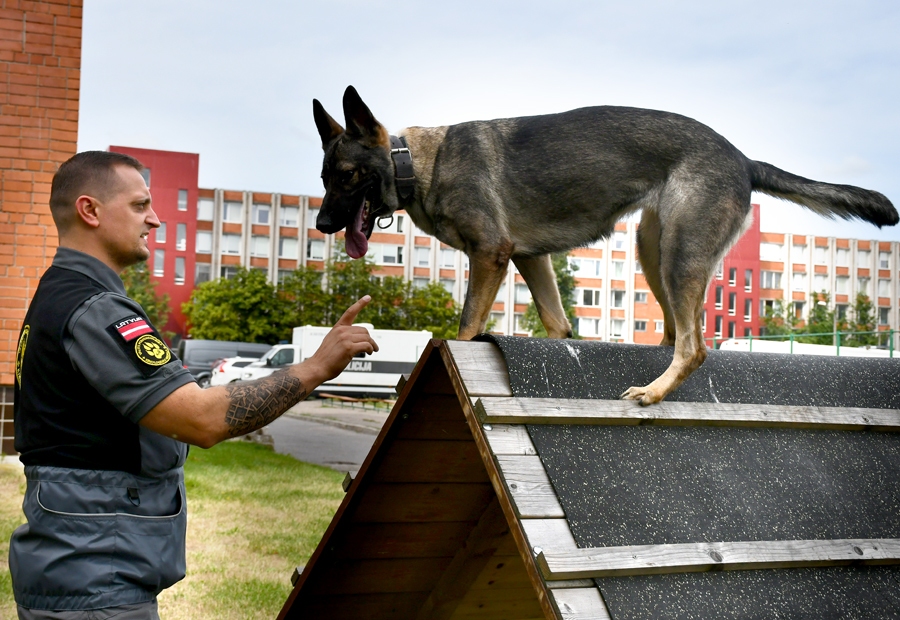 Arsai ar saimnieku un savu skolotāju Gintu Ozoliņu ir labs kontakts. Suņu meitene saprot un paklausa komandām.
Autors: Ivars Bogdanovs