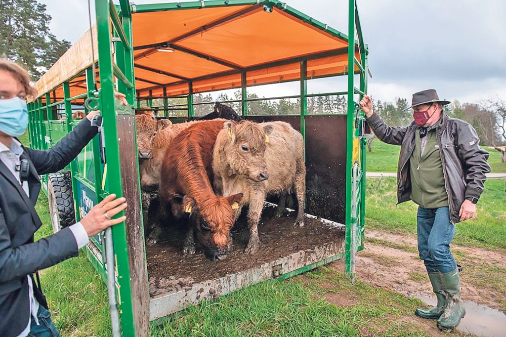 Viens no labākajiem veidiem, kā palīdzēt pļavām atgūt augu sugu daudzveidību un pierasto pļavu puķu krāšņumu, ir noganīšana. Latvijas Dabas fonda projektā «GrassLIFE» 2018. gadā ir izveidots mobilais ganāmpulks. Ganīšanas sezonā tas īpaši pielāgotā piekabē dodas uz dažādām dabiskajām pļavām Latvijā. Šogad govis noganīs ap 220 hektāru, bet pavisam šajos gados noganīti ap 500 hektāru. Ganību vietas izvēlas vides eksperti, un teritorijā ir elektriskais gans.
Autors: no «GrassLIFE»/K. KALNS