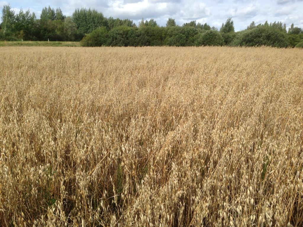 Attēlam ilustratīva nozīme.
Autors: Ilze Skudra