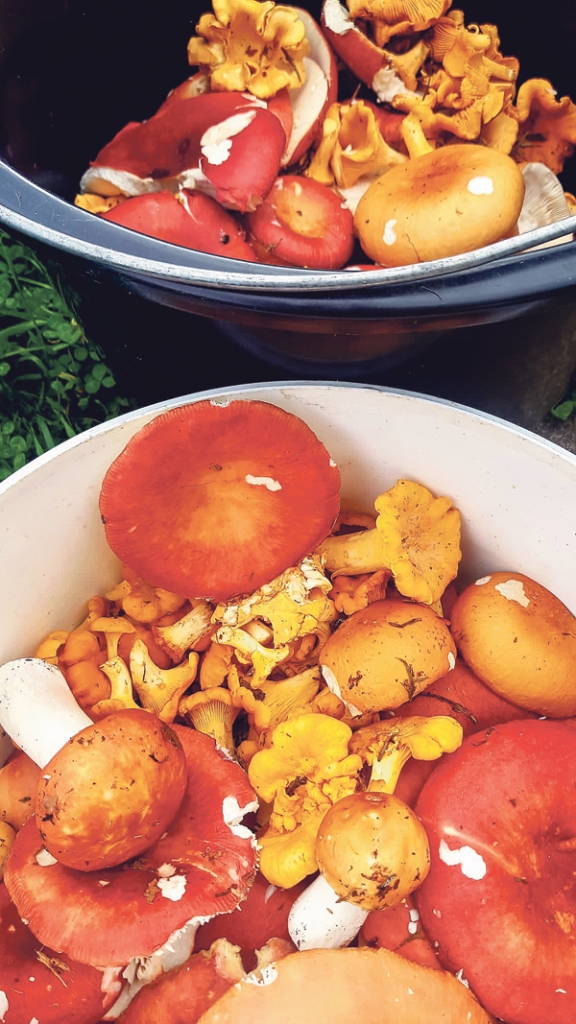 Pašlaik ir īstais laiks doties sēņot, taču arī sēņu pasaulē ir savi noteikumi, ar kuriem pirms aizraujošā procesa der iepazīties.
Autors: Sandra Apine