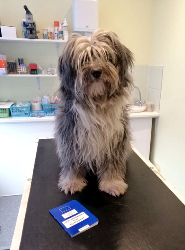 Džīna Vecumnieku veterinārajā ambulancē. Suns ir dzīvnieku aizsardzības biedrības «Ķepu ķepā» labdarības akcijas dalībnieks, kas čipēts, reģistrēts un vakcinēts par biedrības līdzekļiem.
Autors: Agnese Krūmiņa