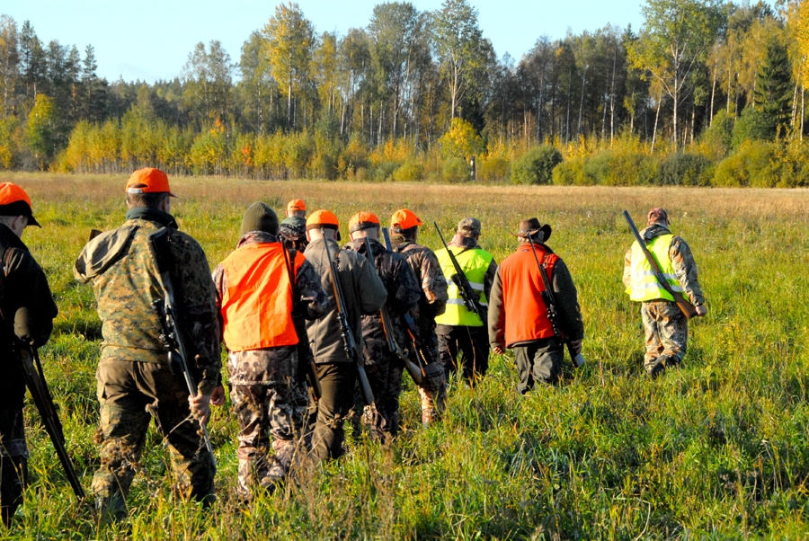 Nelaimes gadījumi dzinējmedībās 
l Medību laikā ir atļauts nomedīt noteiktu skaitu un sugu dzīvniekus atbilstoši izsniegtajām medību atļaujām, un tam jānotiek, stingri ievērojot noteikumus. Tomēr, neskatoties uz to, ik gadu VMD konstatē pārkāpumus.
l VMD apkopotā informācija liecina, ka lielākā daļa medību drošības prasību pārkāpumu un arī nelaimes gadījumu notiek tieši dzinējmedībās. 
l Viens no pēdējā laika traģiskākajiem notikumiem risinājās 
2020. gada decembrī Balvu novadā, kad medību laikā viens mednieks patvarīgi pameta savu vietu uz mednieku līnijas un tuvojās otram medniekam, kurš, pamanījis, ka kaut kas tuvojas, izšāva uz neskaidri redzamu mērķi, tā gāja bojā cilvēks.
l Pirms dzinējmedību sezonas sākuma VMD aicina medniekus atkārtot medību drošības prasības un apzināties, ka par to ievērošanu medību laikā ir atbildīgs ikviens mednieks.
Autors: Ilgvars Zihmanis