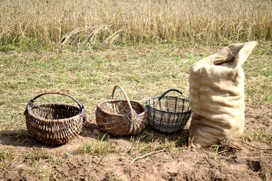 Raža kartupeļiem šogad pat par pusi mazāka nekā pērn.
Autors: no «Bauskas Dzīves» arhīva.