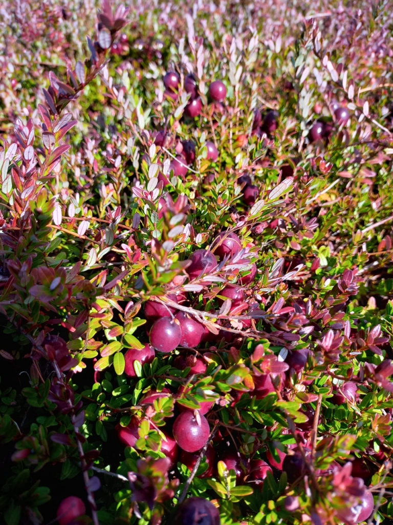 Pērn Latvijā bija 181 ha dzērveņu.
Autors: no 