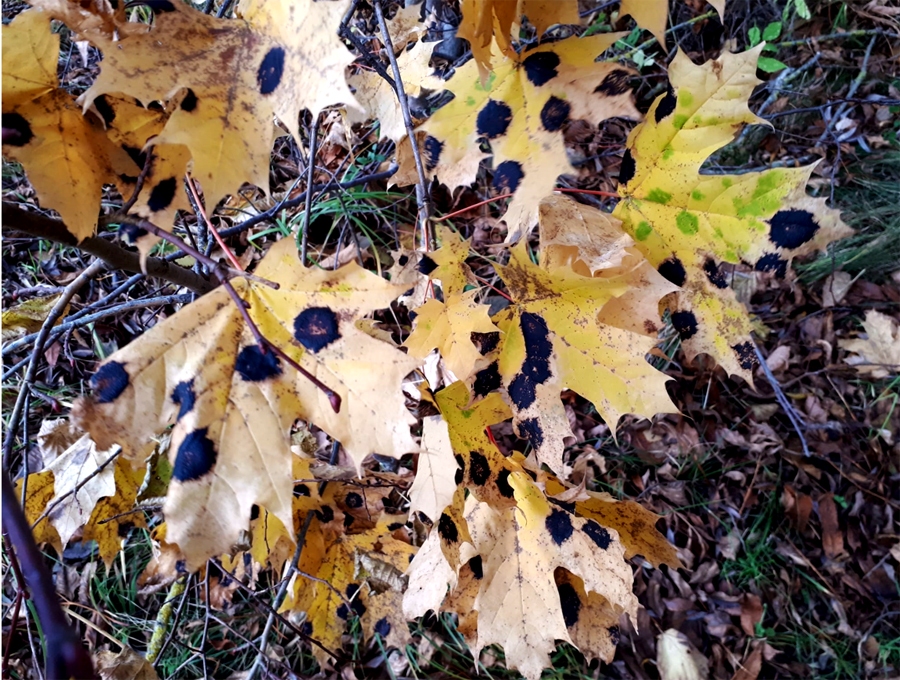 Šoruden kļavu lapu krāšņumu nomāc melnkreves plankumi.
Autors: Ligita Asare