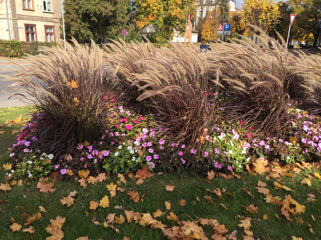 Autors: www.bauskasdzive.lv