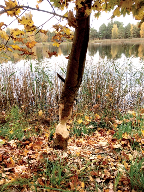 Bebri Vecumniekos izposta skaisto Jaunā ezera ainavu, apgraužot un iznīcinot kokus.
Autors: Aculiecinieka foto.