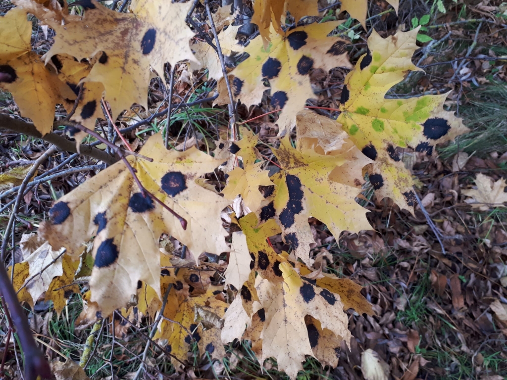 Melnie, ieapaļie plankumi uz rudenīgajām kļavu lapām ir kļavu melnkreve, skaidro eksperts.
Autors: www.bauskasdzive.lv