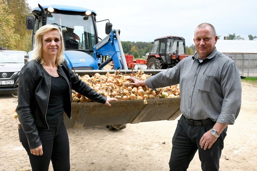 Ilze un Agris Aņūni saimniecībā «Lejas AR» galveno vietu – 25 hektārus – atvēlējuši sīpolu audzēšanai. Strādā atbilstoši ilgtspējīgai Eiropas zaļā kursa politikai.
Autors: no «Bauskas Dzīves» arhīva.