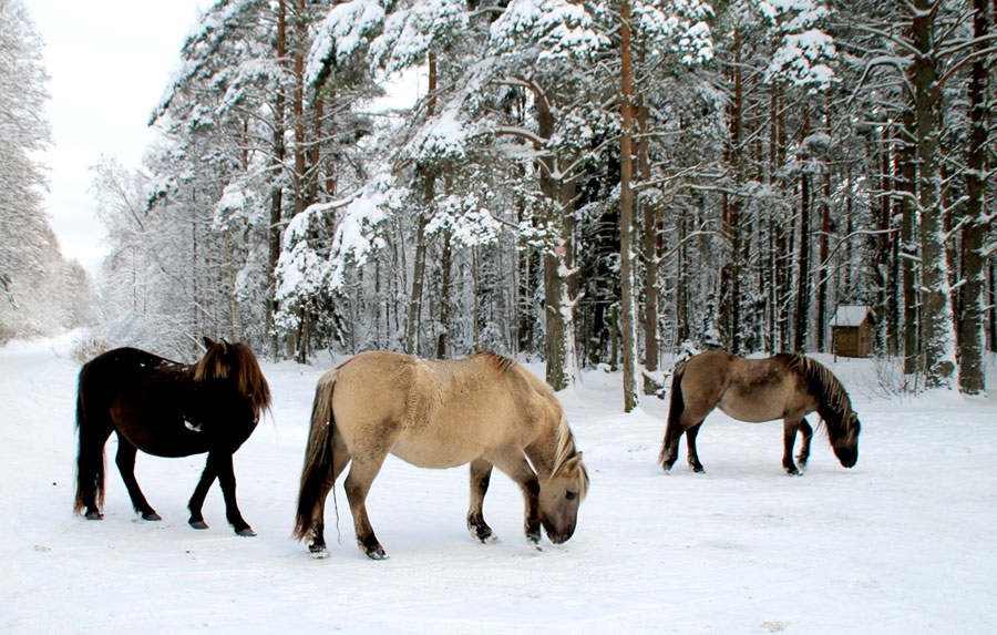 ‘Koniku’ un ‘Hailandes’ šķirnes savvaļnieki sagaida dabas parka «Engures ezers» apmeklētājus.
Autors: Airika Balode