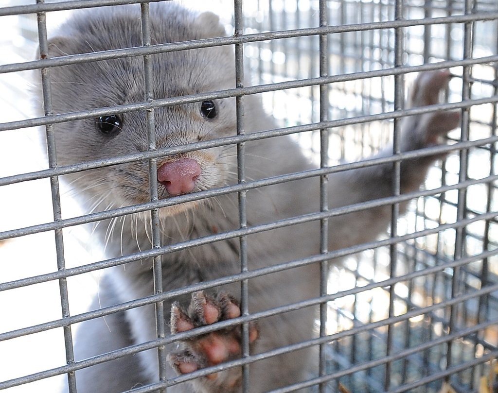 Autors: Andris Gertsons