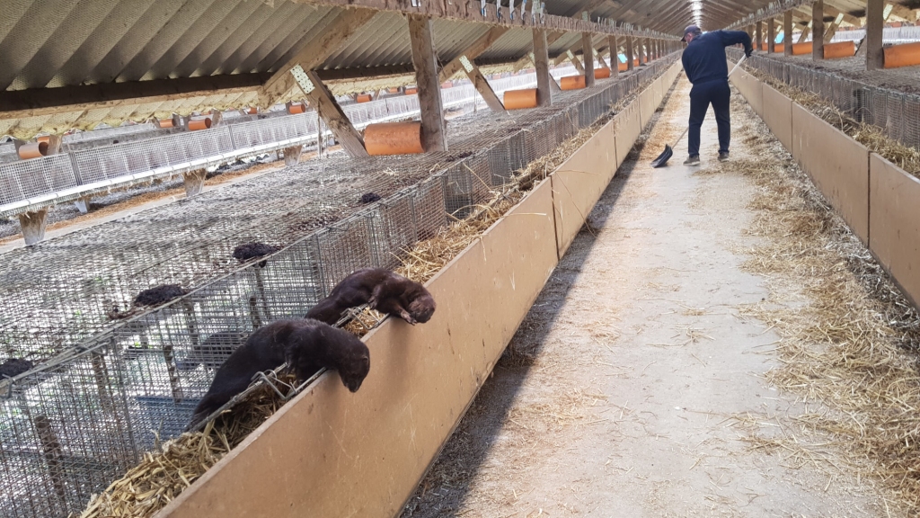 Kopš aprīļa, kad Covid-19 infekcija ūdeļu novietnē tika atklāta, ūdelēm nav novērotas ne Covid-19 saslimšanas pazīmes, ne paaugstināti mirstības rādītāji, kas norāda uz to, ka ūdeles šo slimību pārslimo viegli un tā neietekmē ne dzīvnieku veselību, ne produktivitāti.
Autors: Ekrānšāviņš no biedrības video.