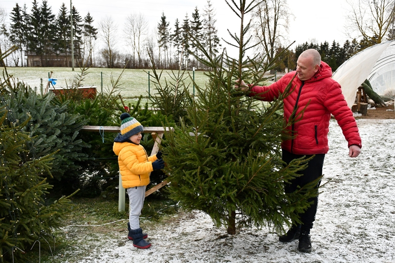 Citkārt Žeikaru ģimene dodas eglīti izraudzīties mežā, bet šogad pēc galvenās svētku rotas atbraukuši uz 