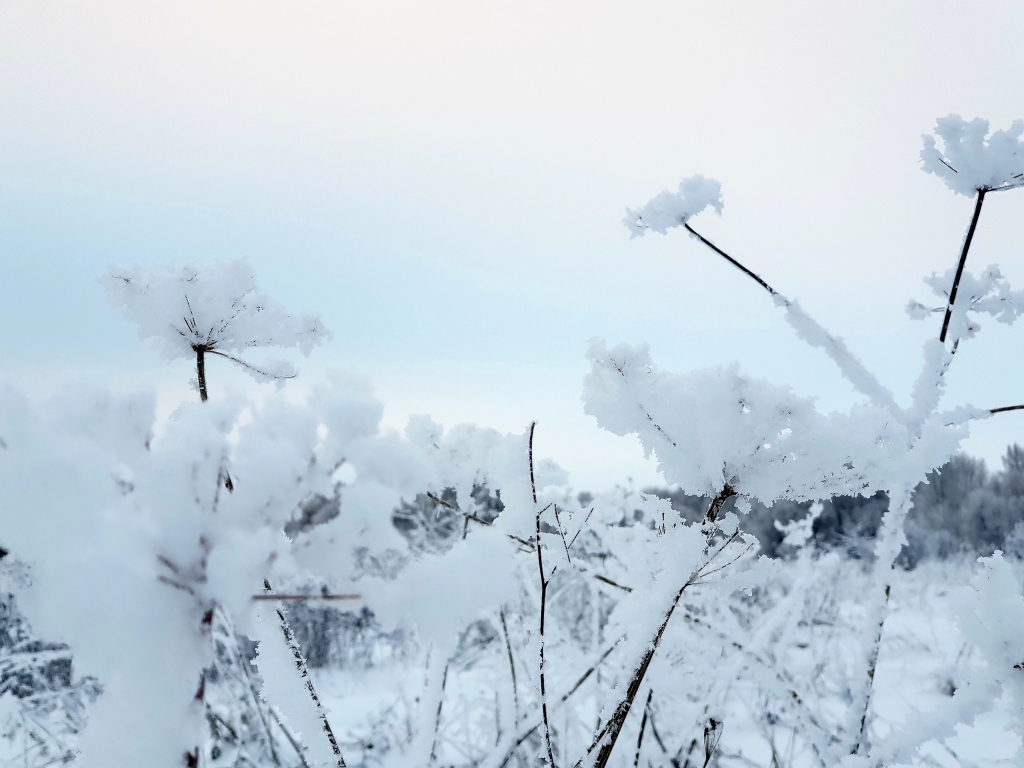 Autors: www.bauskasdzive.lv