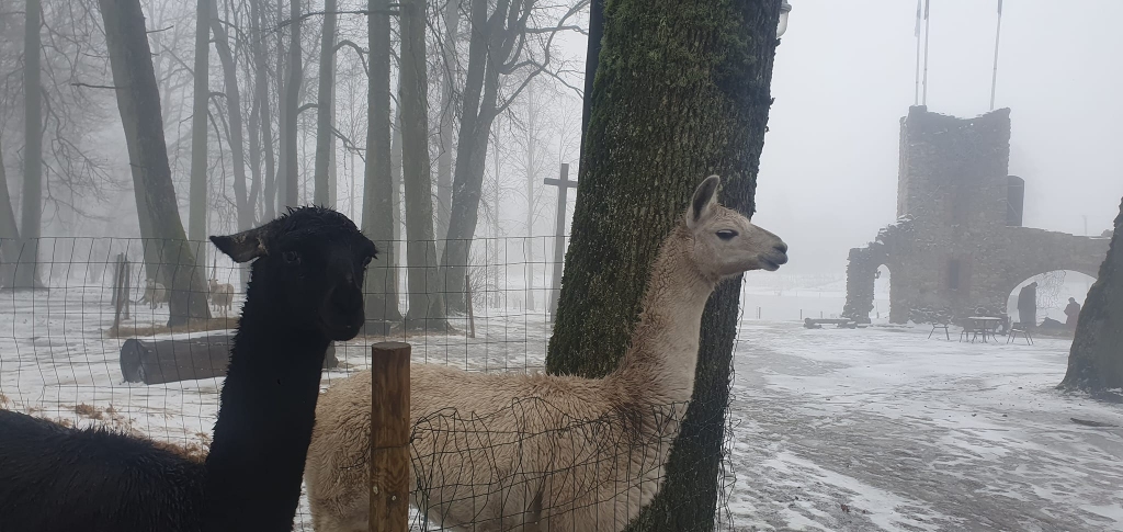 Autors: No draudzes albuma.