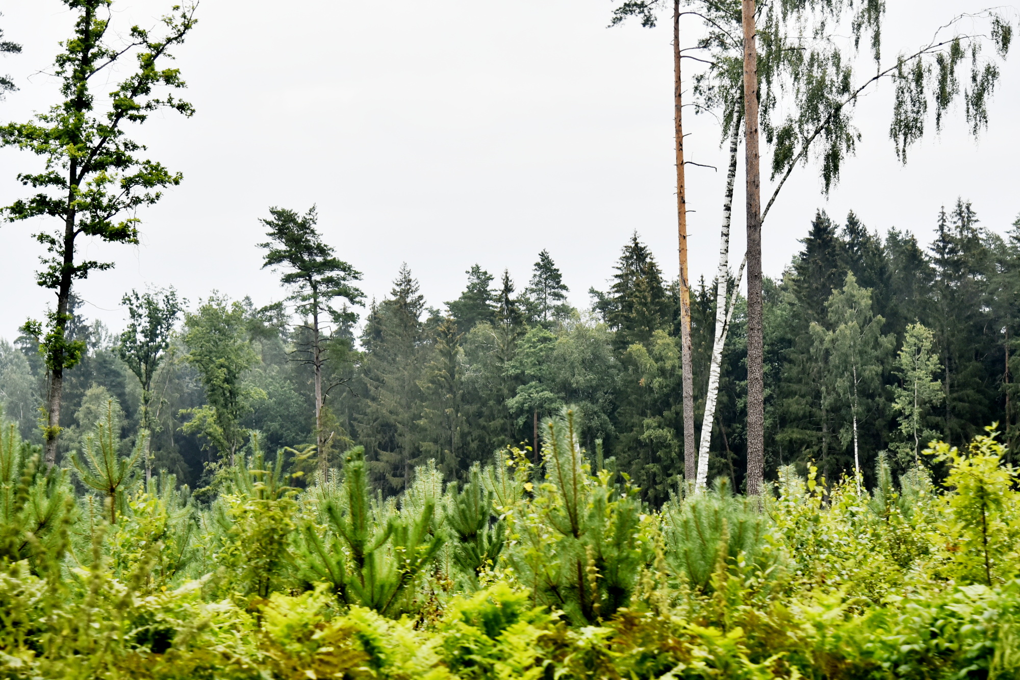 Latvian Commission Continues to Consider Establishing a Peace Period for Logging During Bird Nesting