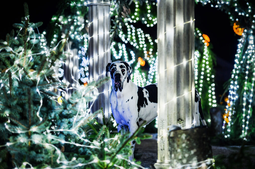 Autors: Publicitātes foto.