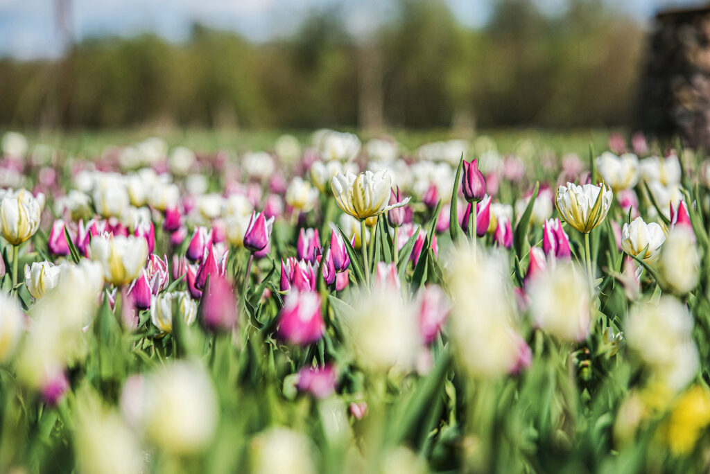 Autors: Publicitātes foto