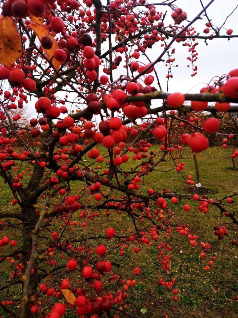 Attēlos - rudens skaistums Rundāles pils parkā. Joprojām daudz košu ziedu, arī rozes. Kā minēts Rundāles pils interneta vietnē rundale.net, ar novembri parka apmeklējums bez maksas.
Autors: S. Ikerte