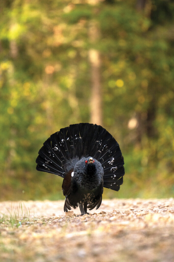 Mednis pagājušā gada rudenī viltus riesta laikā, Ogres meži. 
Autors: Foto no Ievas Segliņas personiskā albuma.