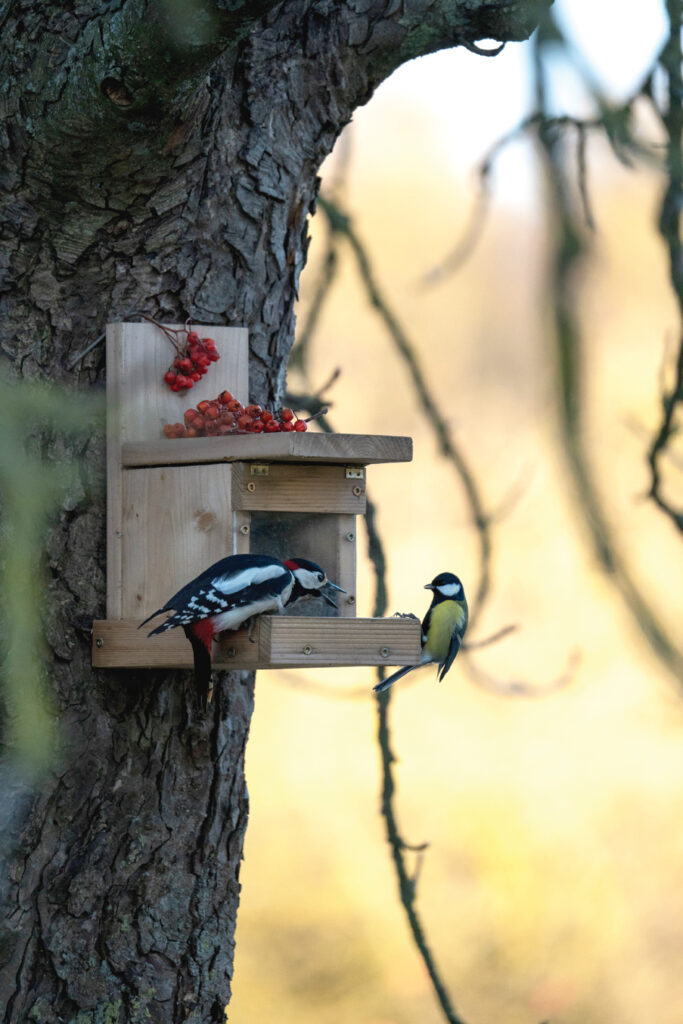 Putnu barotava rudenī. Dižraibais dzenis un lielā zīlīte. 
Autors: Foto no Ievas Segliņas personiskā albuma.