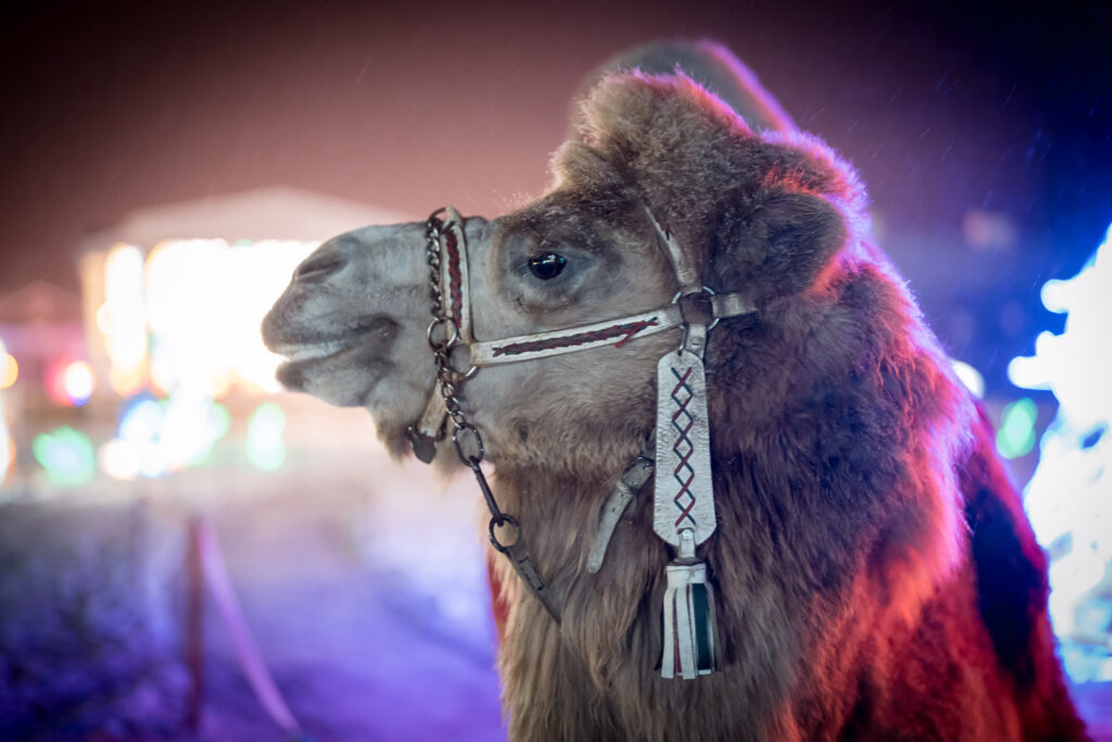 Autors: Pakrojas muižas publicitātes foto.