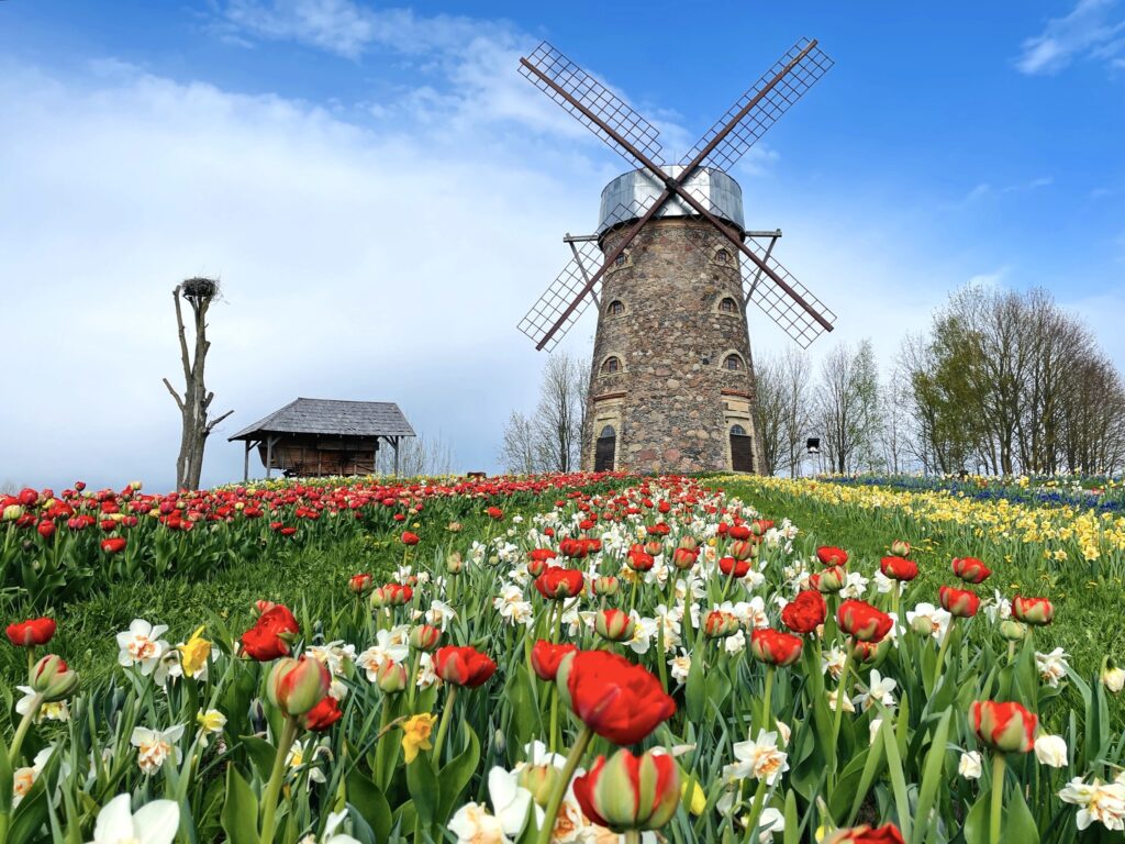 Košie ziedu paklāji pagājušā gada pavasara ziedu festivālā.
Autors: Publicitātes foto