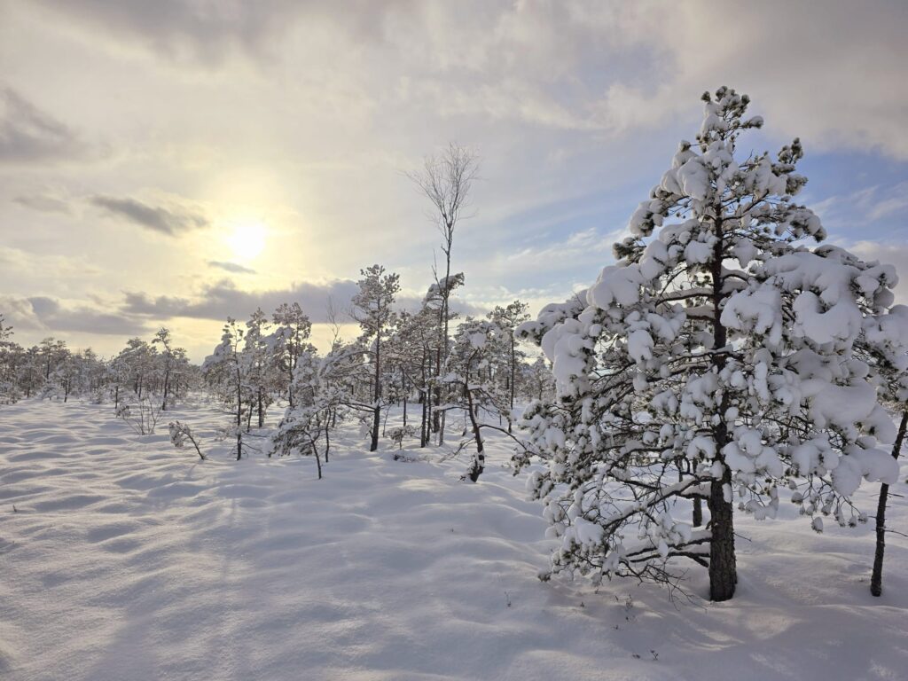 Autors: www.bauskasdzive.lv