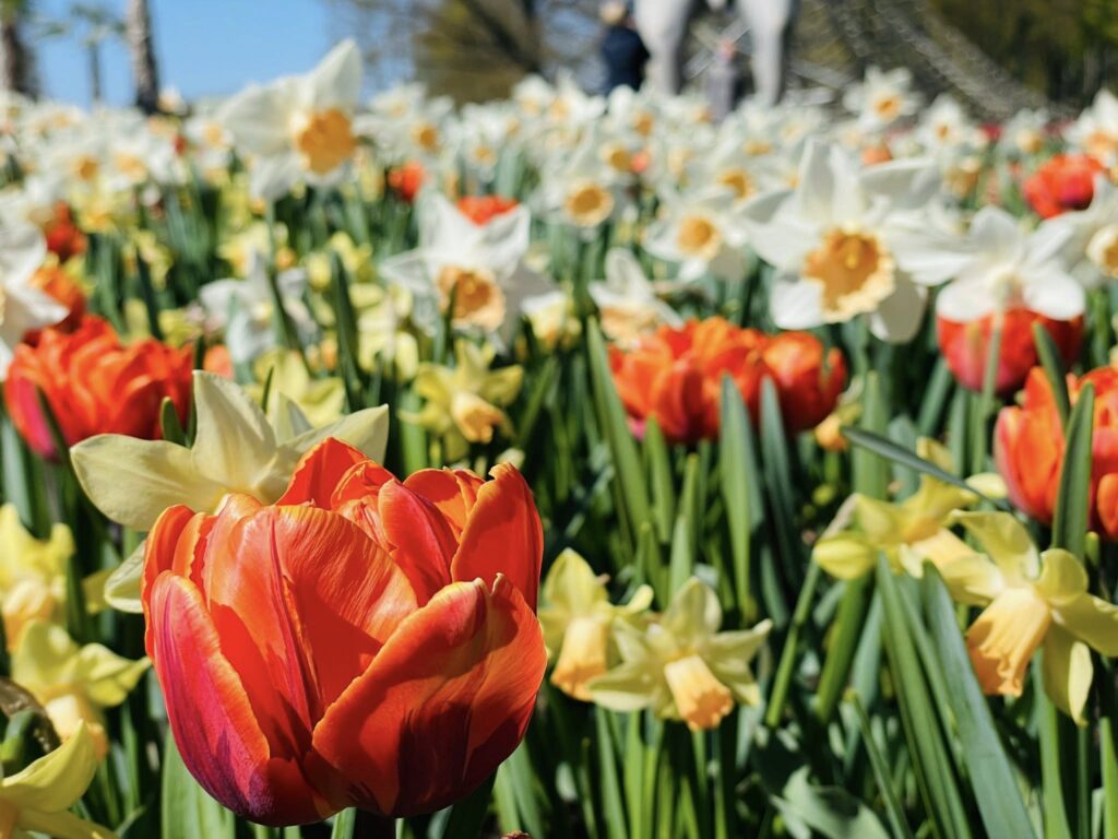 Autors: Publicitātes foto