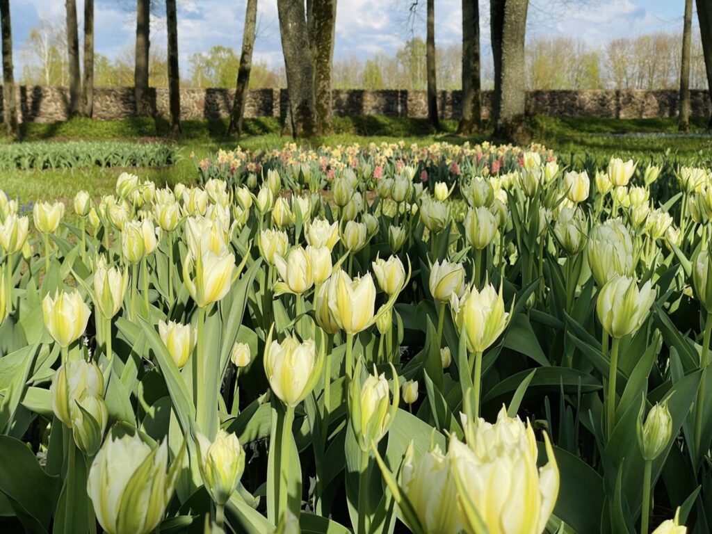 Autors: Publicitātes foto