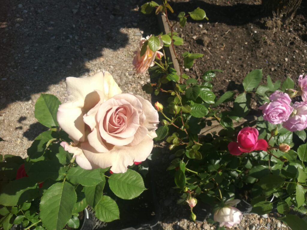 Autors: Visi foto - Kristīne Sēnele