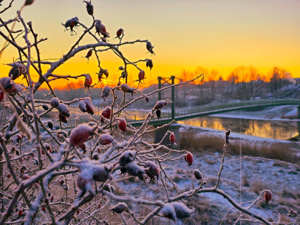 Autors: www.bauskasdzive.lv