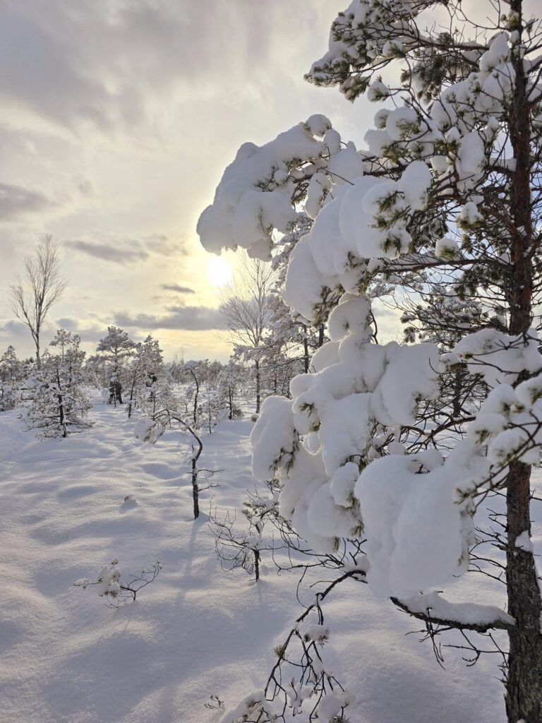 Autors: www.bauskasdzive.lv