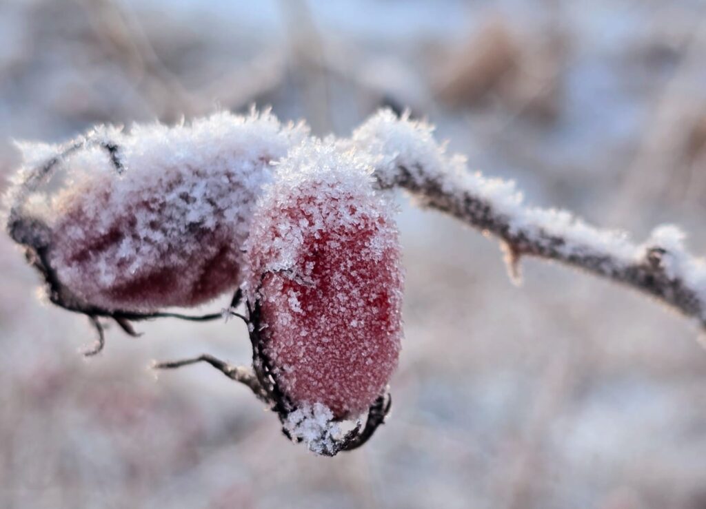 Autors: www.bauskasdzive.lv