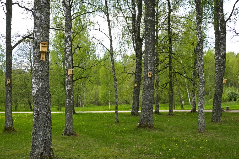 Aluksniesiem.lv raksta attēla aizvietotājs