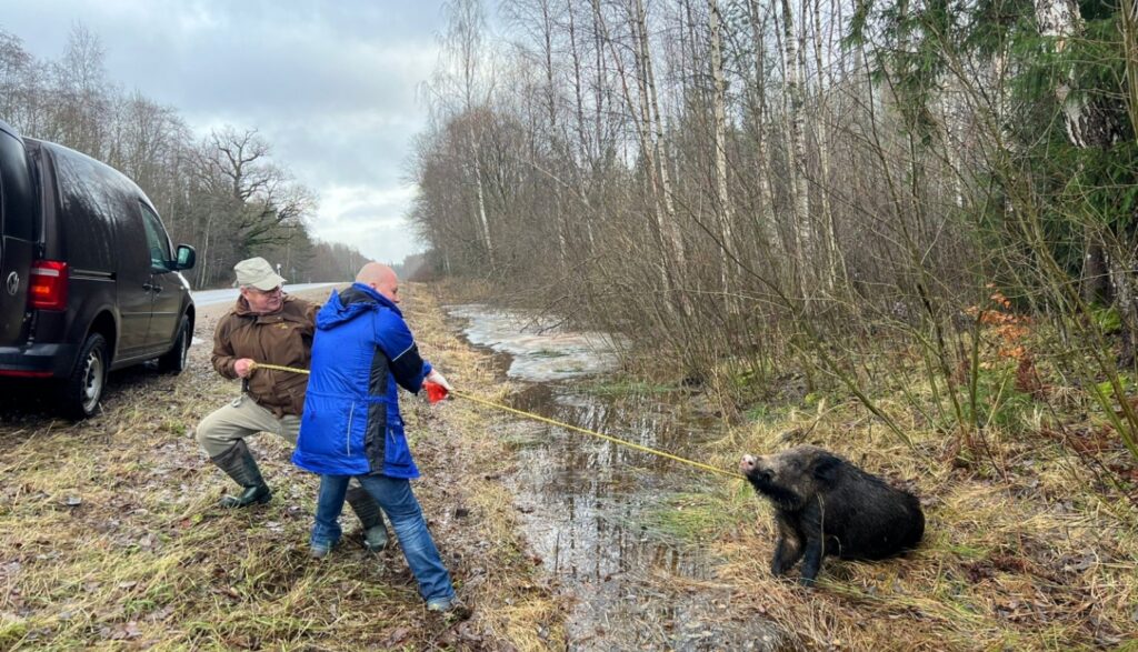 Aluksniesiem.lv raksta attēla aizvietotājs