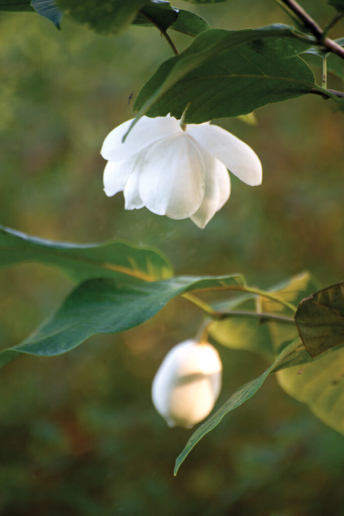 ‘Colossus’ x ‘Maryland’– Zībolda magnolijas krustojums ar vienu no mūžzaļajām magnolijām, bez reģistrēta šķirnes nosaukuma. Zied maija beigās–jūnija sākumā ar baltiem ļoti smaržīgiem ziediem, taču diemžēl tāpat kā Zībolda magnolija mūsu klimatā pārāk agri sāk plaucēt lapas, kuras gandrīz katru gadu apsalst vēlajās salnās. Pārziemo gan lieliski.
Autors: Foto no Elīnas Kilēvicas personiskā arhīva